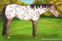 Horse Color:Sable Champagne Near Leopard 