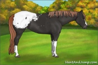 Horse Color:Liver Chestnut Appaloosa 