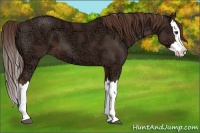 Horse Color:Liver Chestnut Ice Splash 