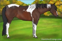 Horse Color:Bay Sabino Tobiano 