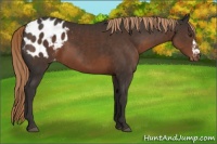 Horse Color:Liver Chestnut Appaloosa 