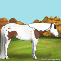 Horse Color:Bay Splash Tobiano