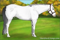 Horse Color:White Spotted Black Varnish Rabicano 