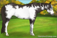 Horse Color:Liver Chestnut Sabino Frame 
