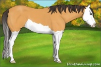 Horse Color:Buckskin Splash 