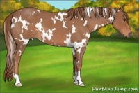 Horse Color:White Spotted Red Roan 