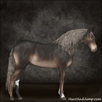 Horse Color:Liver Chestnut Mushroom 