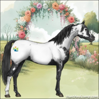 Horse Color:Black Near Fewspot 