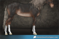Horse Color:Liver Chestnut Mushroom 