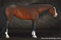 Horse Color:Brown Sabino 