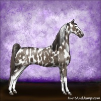 Horse Color:White Spotted Smoky Grullo Sabino Appaloosa Brindle 