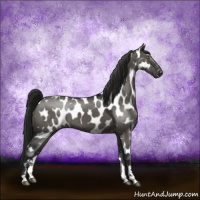 Horse Color:Gray Grullo Sabino Near Leopard 