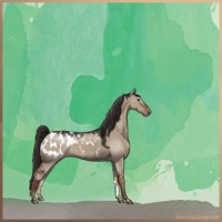 Horse Color:Liver Red Dun Appaloosa 
