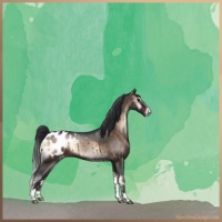 Horse Color:Brown Roan Onyx Sabino Appaloosa 