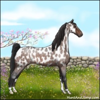 Horse Color:Brown Roan Near Leopard 