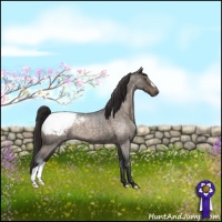 Horse Color:Brown Roan Dun Appaloosa 