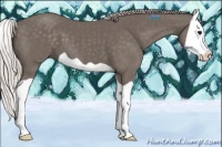 Horse Color:Silver Black Splash