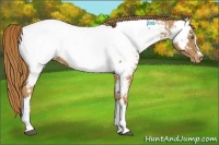 Horse Color:Chestnut Appaloosa 