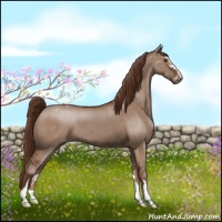Horse Color:Liver Red Dun Sabino Appaloosa Brindle