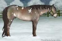 Horse Color:White Spotted Liver Red Roan Rabicano 
