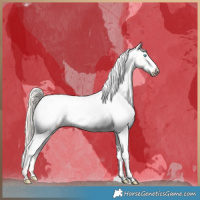 Horse Color:Chocolate Palomino Roan Pearl Appaloosa