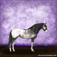 Horse Color:Blue Onyx Appaloosa 