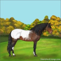 Horse Color:Brown Appaloosa Rabicano