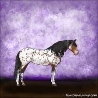 Horse Color:White Spotted Brown Appaloosa Rabicano