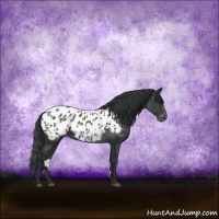 Horse Color:Black Appaloosa