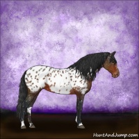 Horse Color:Brown Sabino Appaloosa