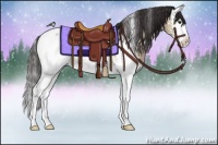 Horse Color:White Spotted Brown Dun Splash Appaloosa 