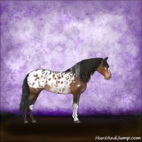 Horse Color:White Spotted Brown Sabino Appaloosa Rabicano 