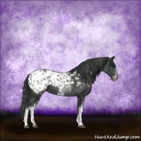 Horse Color:White Spotted Black Appaloosa