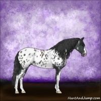 Horse Color:White Spotted Black Blanket 