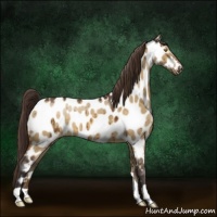 Horse Color:Buckskin Dun Appaloosa Brindle