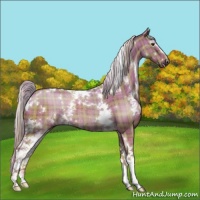 Horse Color:Plaid  White Spotted Chocolate Palomino Dun Rabicano 