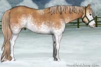 Horse Color:Plaid  White Spotted Chocolate Palomino Dun Rabicano 