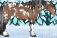Horse Color:White Spotted Bay Appaloosa