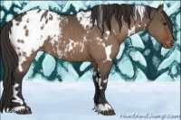 Horse Color:White Spotted Bay Dun Appaloosa 