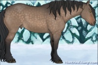 Horse Color:Brown Dun 