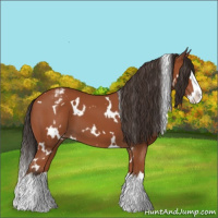 Horse Color:White Spotted Bay Splash Appaloosa 