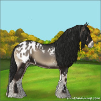 Horse Color:Gray White Spotted Blue Onyx Blanket 
