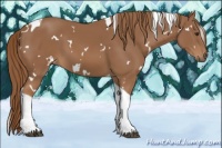 Horse Color:White Spotted Chestnut Tobiano