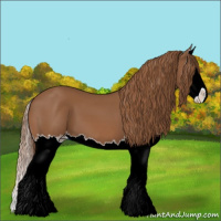 Horse Color:Chestnut Splash Appaloosa 
