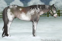 Horse Color:Platinum White Spotted Liver Chestnut Sabino 