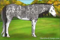 Horse Color:Liver Chestnut Ice Splash 