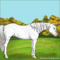 Horse Color:Platinum White Spotted Liver Chestnut Splash Appaloosa 