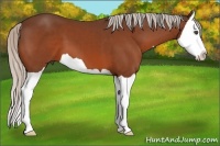 Horse Color:Silver Bay Splash 