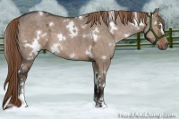 Horse Color:White Spotted Liver Red Dun Ice Sabino 