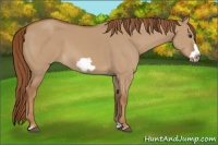 Horse Color:Red Dun Frame 